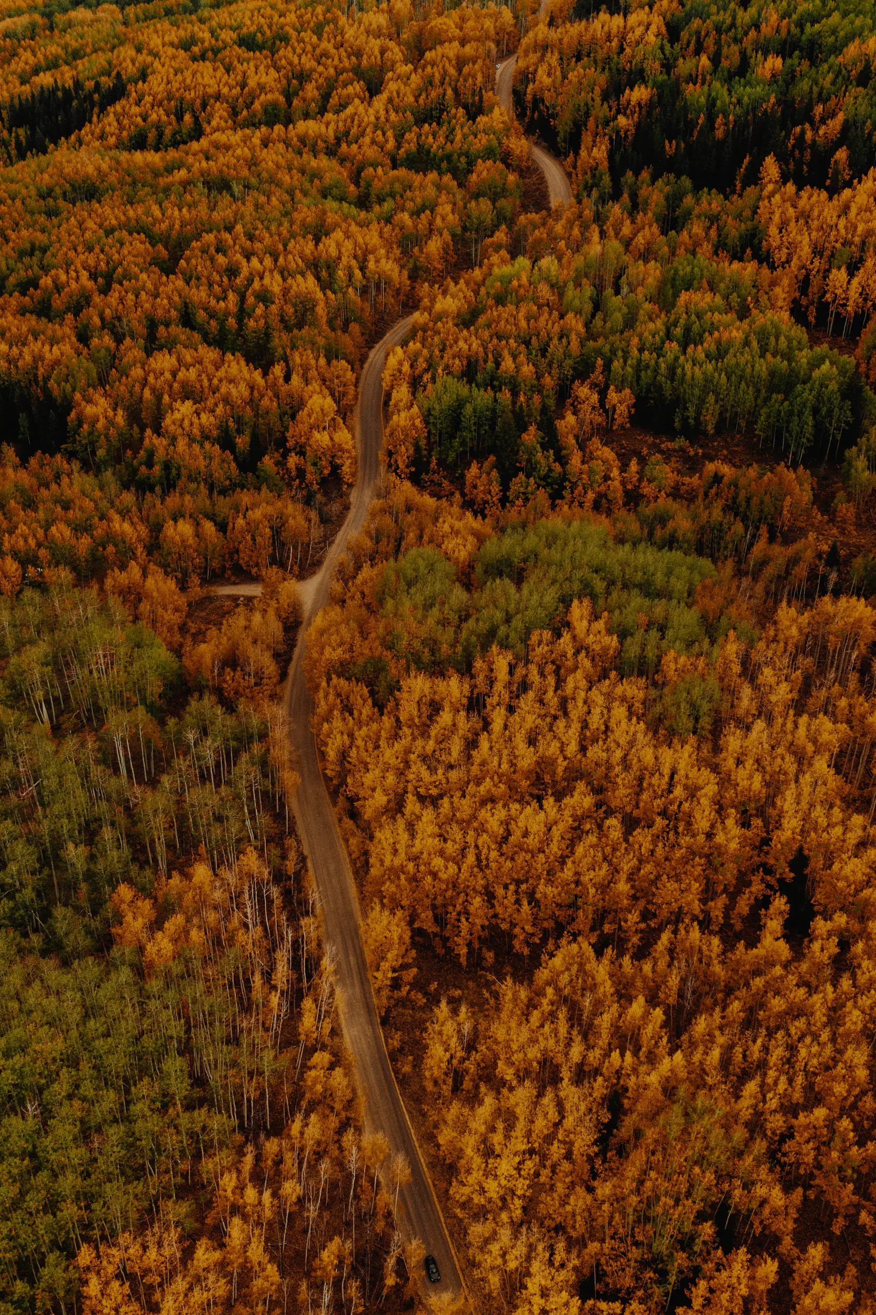 Aerial of golden fall aspens and a mountain road